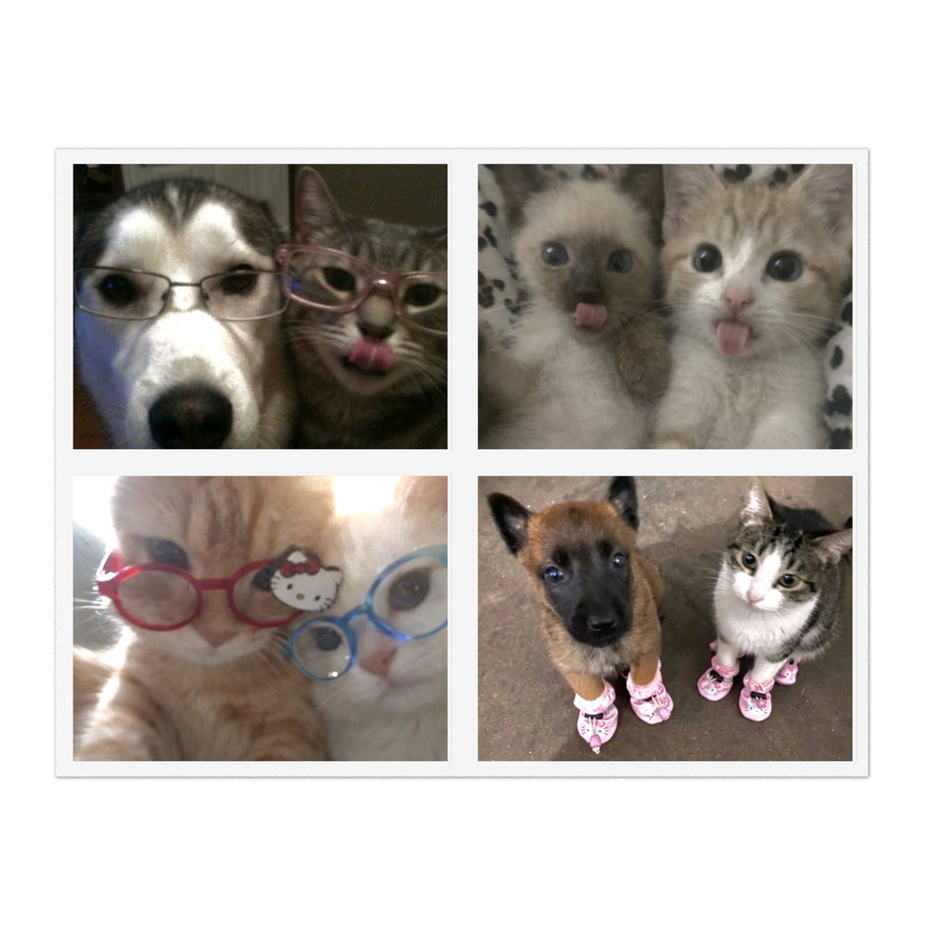 Cat Couples Sticker Pack B (Photo) — 4 Die-Cut Stickers (11x8.5" sheet)