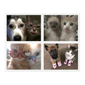 Cat Couples Sticker Pack B (Photo) — 4 Die-Cut Stickers (11x8.5" sheet)
