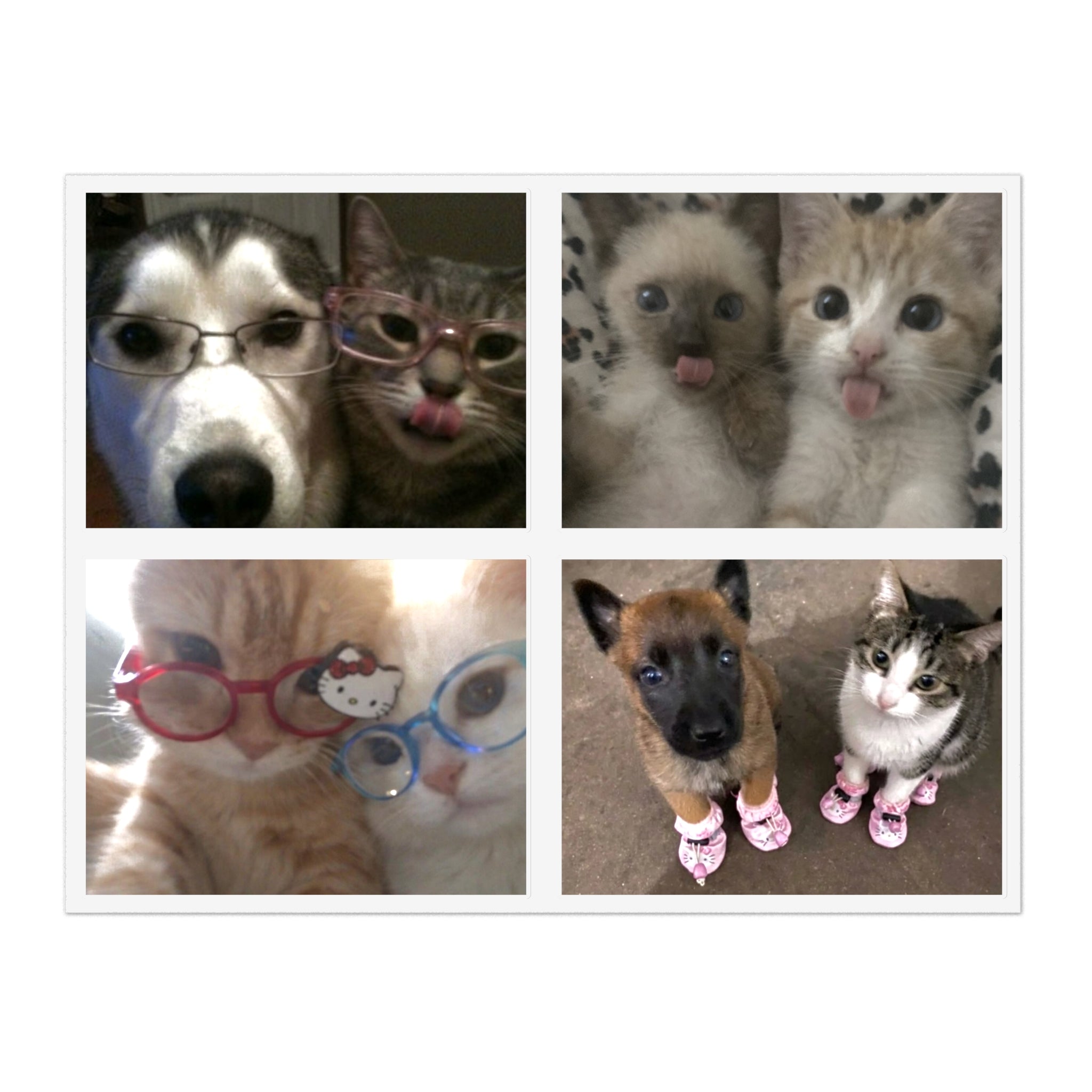 Cat Couples Sticker Pack B (Photo) — 4 Die-Cut Stickers (11x8.5" sheet)